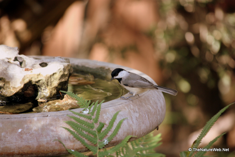 Carolina Chickadee